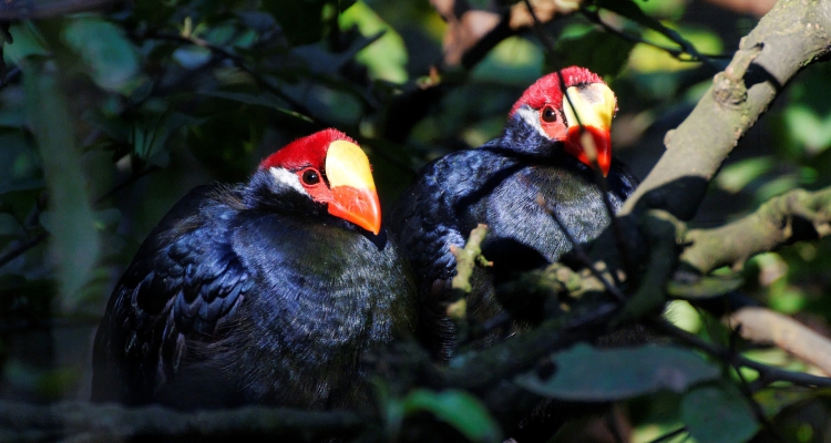 Queen Elizabeth National Park